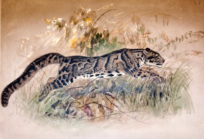 Clouded Leopard, 1851-69 by Joseph Wolf